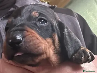 Dachshund dogs STUNNING B&T MALE KC SMOOTH STANDARD - Advert 7