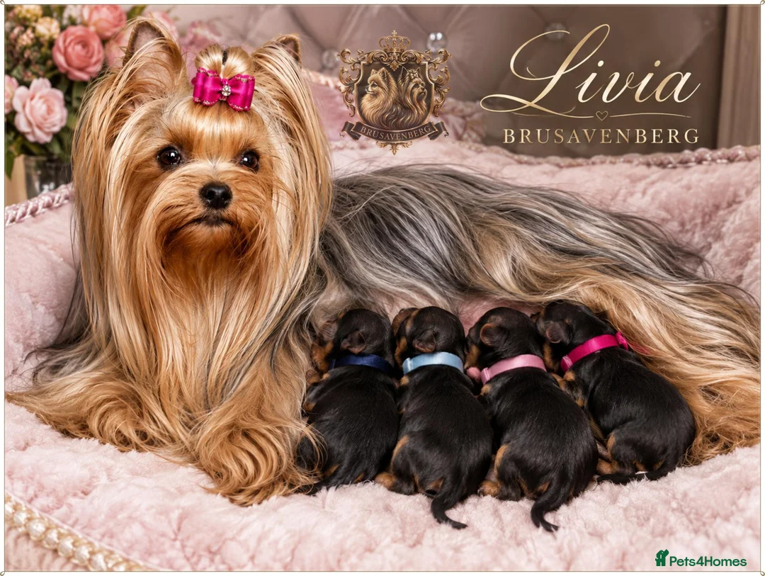 Yorkshire Terrier dogs for sale: MINIATURE RKC DNA YORKSHIRE TERRIER PUPPIES - Advert 1