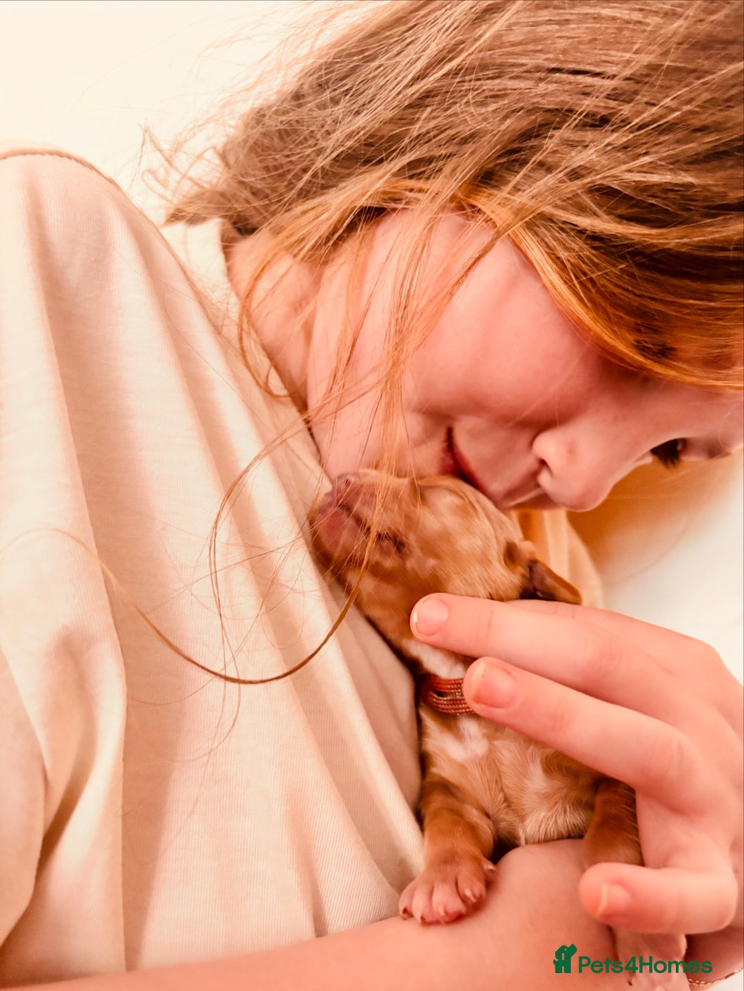 Goldendoodle dogs for sale: GOLDENDOODLE WITH A DIFFERENCE - Image 5