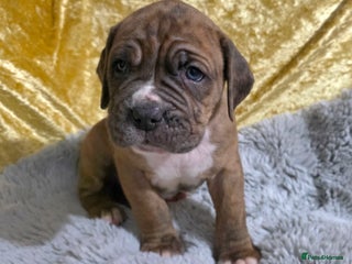 Boxer dogs Beautiful boxer cross mastiff puppies - Advert 2