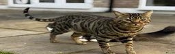 Ragdoll cats for sale: 🐾 Exceptional Ragdoll × Bengal Kittens 🐾 - Advert 11