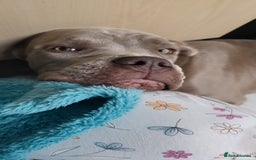 Mixed Breed dogs for sale: Cane corso cross old tyme bulldog puppys  - Image 1