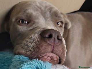 Mixed Breed dogs - Advert 14