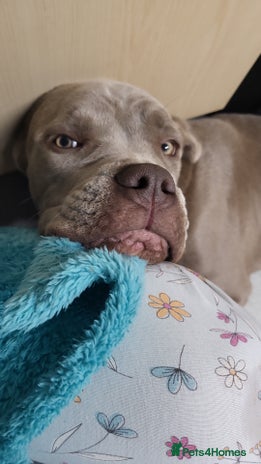 Mixed Breed dogs - Advert 7