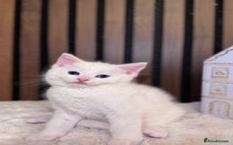 British Shorthair cats for sale: 🎃The Jack Frost Litter–Frost & Pumpkin Whiskers❄️ - Image 28