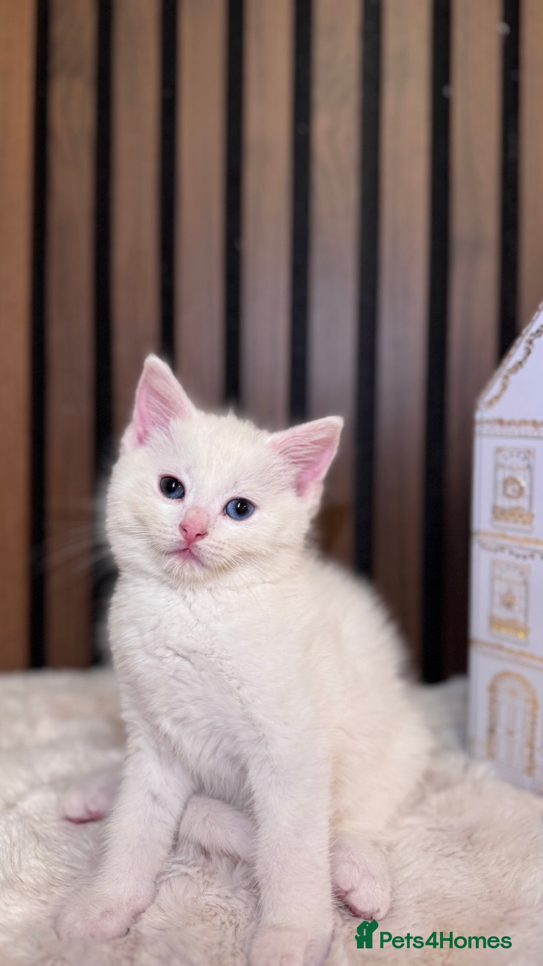 British Shorthair cats for sale: 🎃The Jack Frost Litter–Frost & Pumpkin Whiskers❄️ - Image 28
