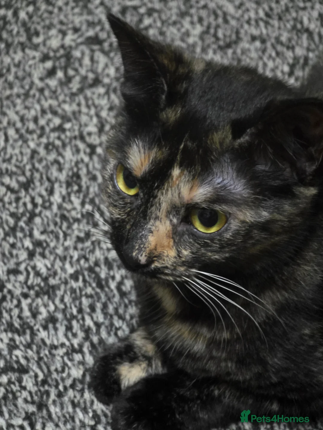 Mixed Breed cats for sale: Loving Home for Maisie - Advert 2