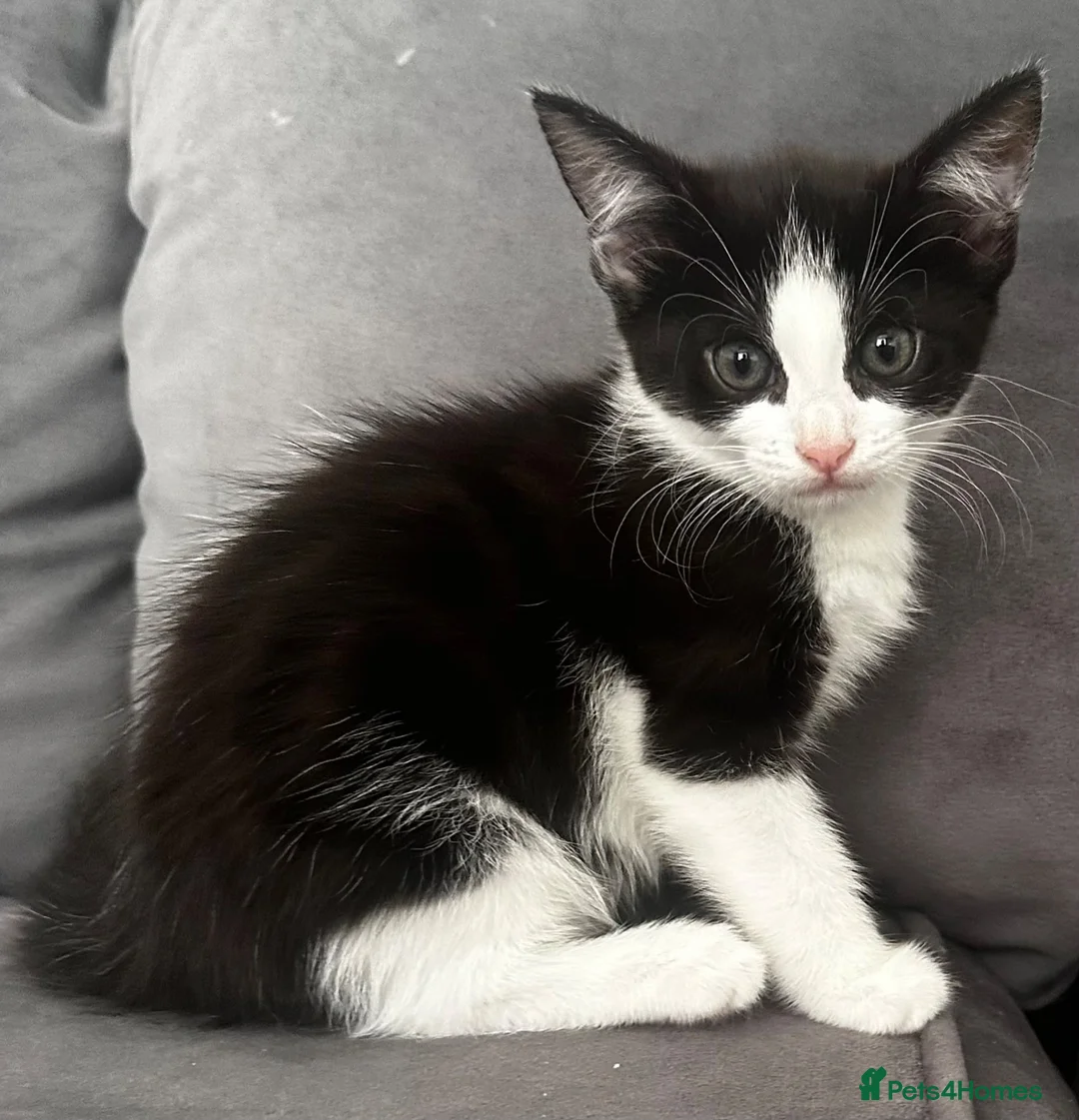 Mixed Breed cats for sale: Beautiful fluffy black and white kittens  - Advert 12