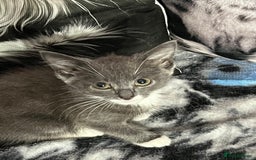 Maine Coon cats for sale: Last little boy  - Image 5