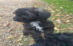 Poochon dogs for sale:  F1b poochon pups health tested parents licensed  - Image 7