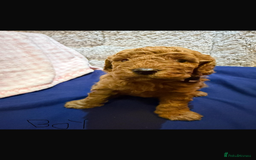 Cavapoo dogs for sale: beautiful cavapoo puppies ready to leave soon❤️ - Advert 6