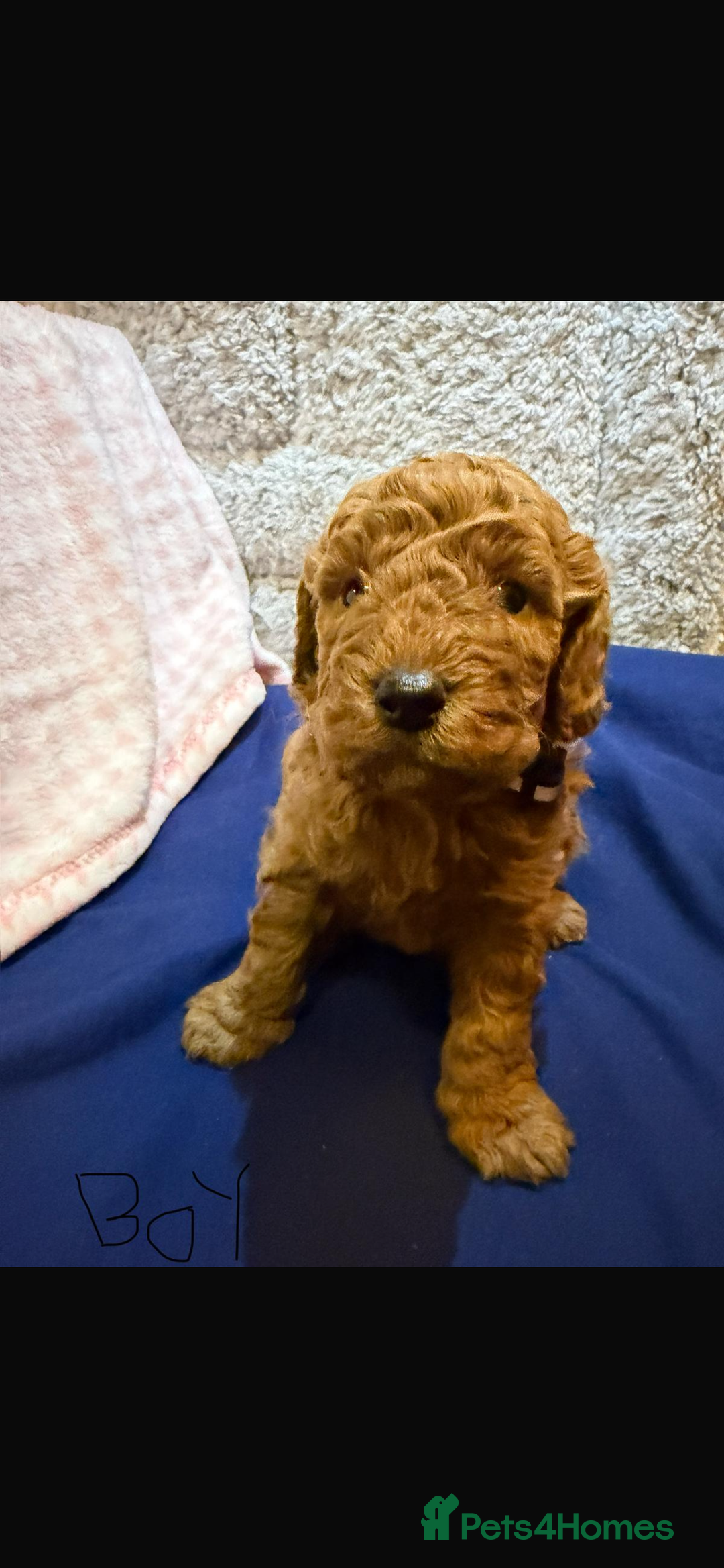 Cavapoo dogs for sale: beautiful cavapoo puppies ready to leave soon❤️ - Advert 6