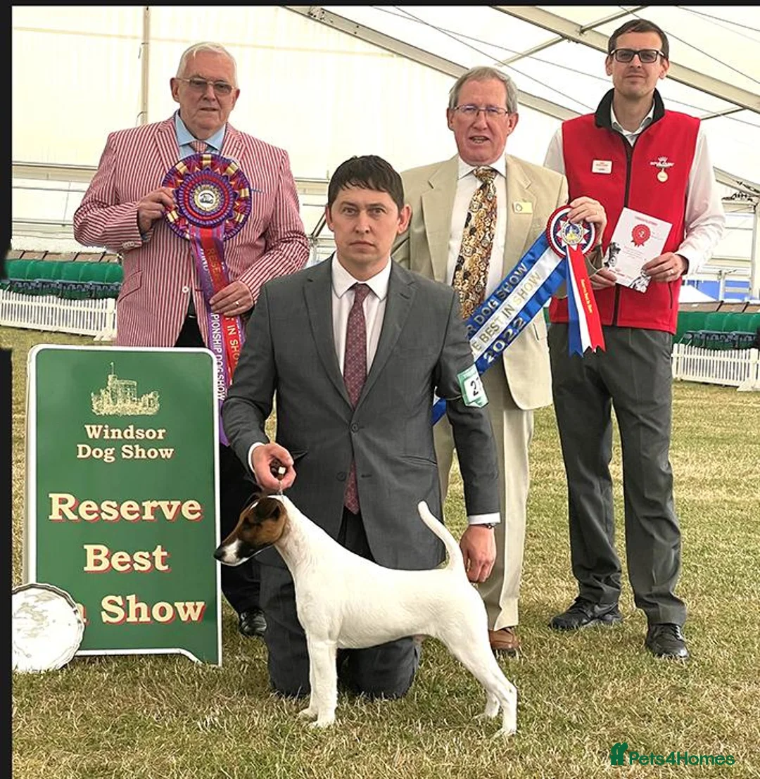 Fox Terrier dogs for sale: Both parents are top winning pedigree dogs in Swindon - Advert 1