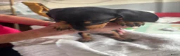 Dachshund dogs for sale: Dachshund puppies - Advert 3