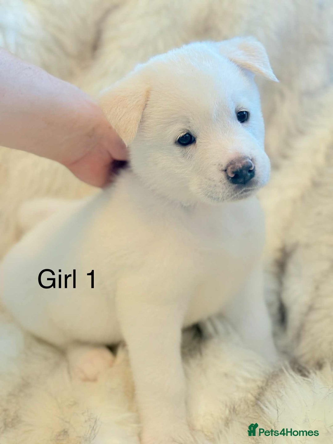Akita dogs for sale: Akita puppies 4 - 2 boys 2 girls  - Image 5
