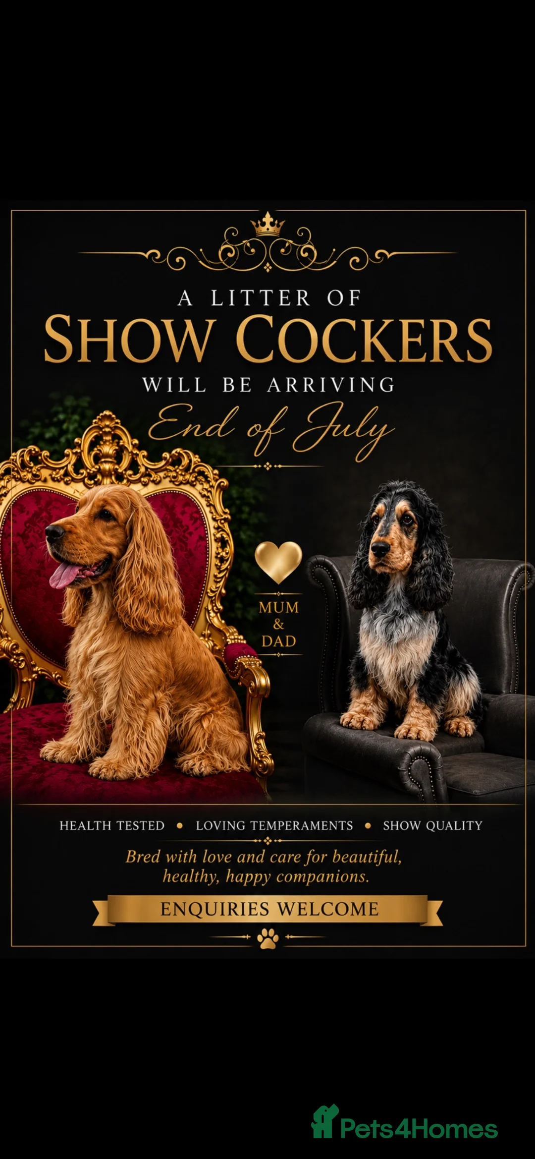 Cocker Spaniel dogs for sale: Show Cocker Puppies Arrived 🐾 - Advert 1