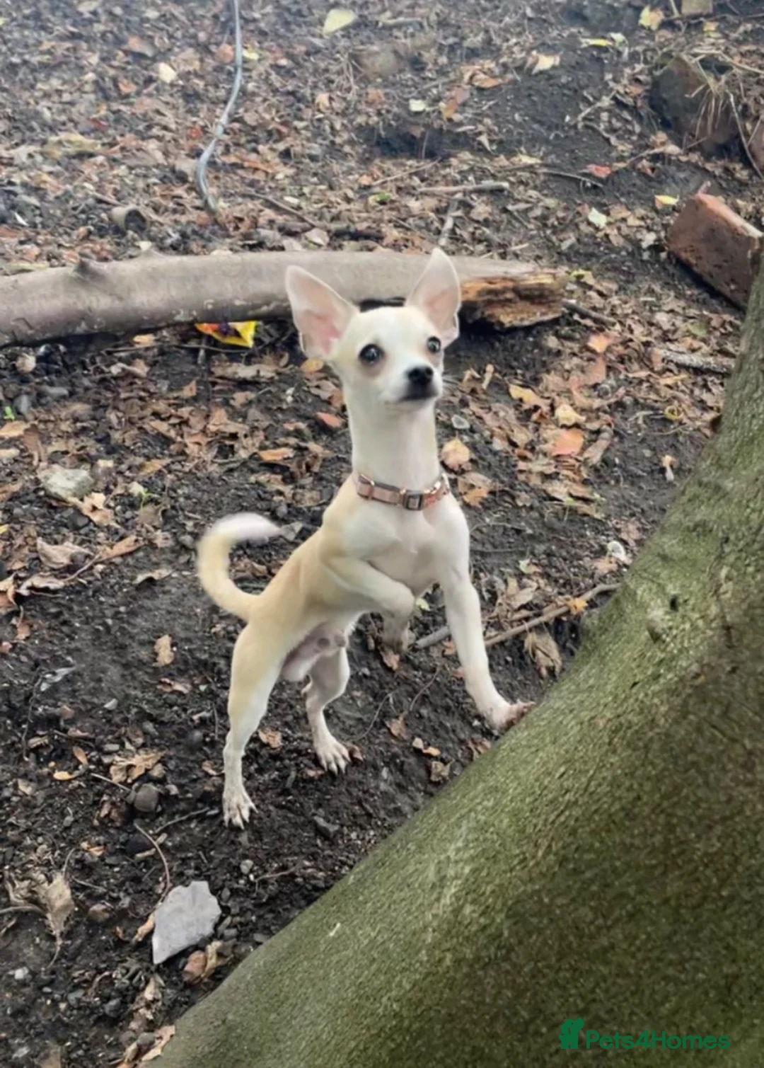 Chihuahua dogs for sale: Toy chihuahua 🐕 in Rotherham - Advert 1