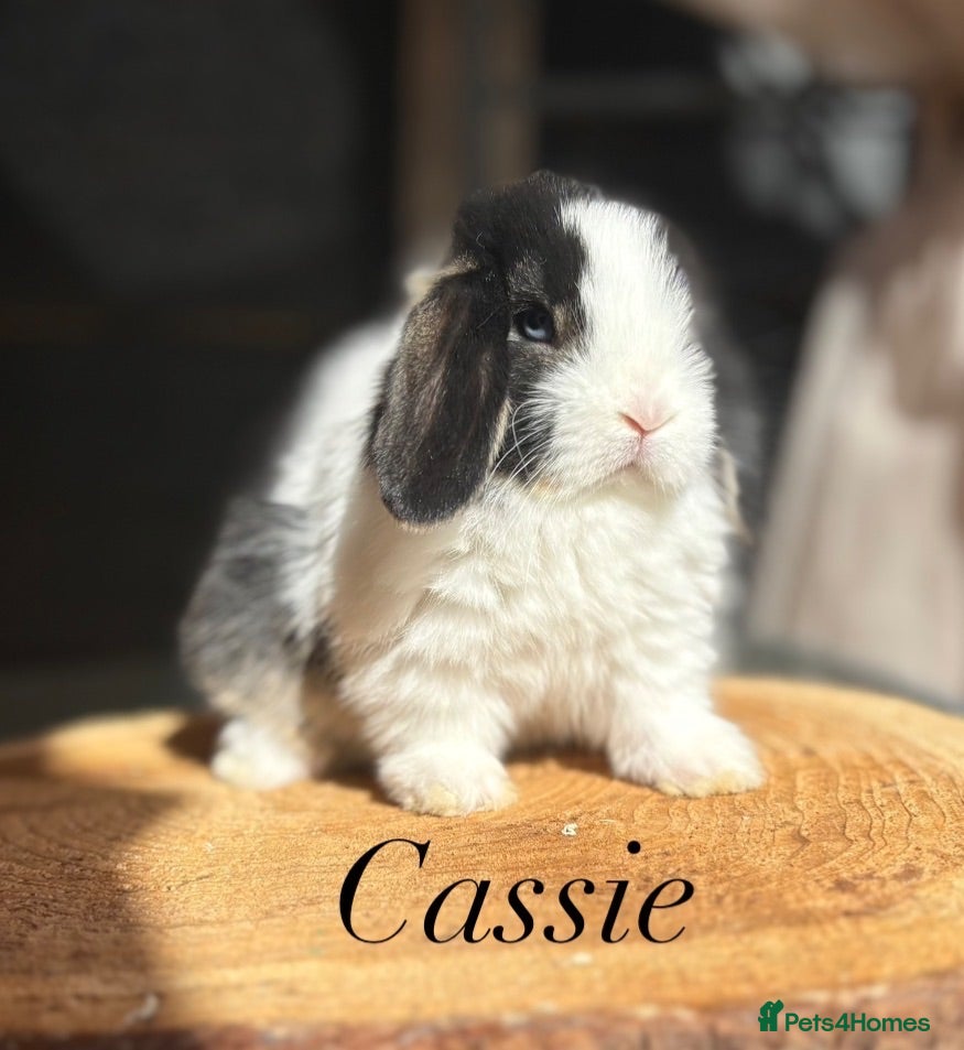 Mini Lop rabbits Mini lop buns looking for homes - Advert 1