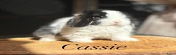 Mini Lop rabbits for sale: Mini lop buns looking for homes - Advert 1