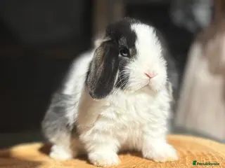 Mini Lop rabbits Mini lop buns looking for homes - Advert 1