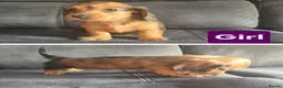 Dachshund dogs for sale: Kc long hair dachshund puppies  - Advert 9