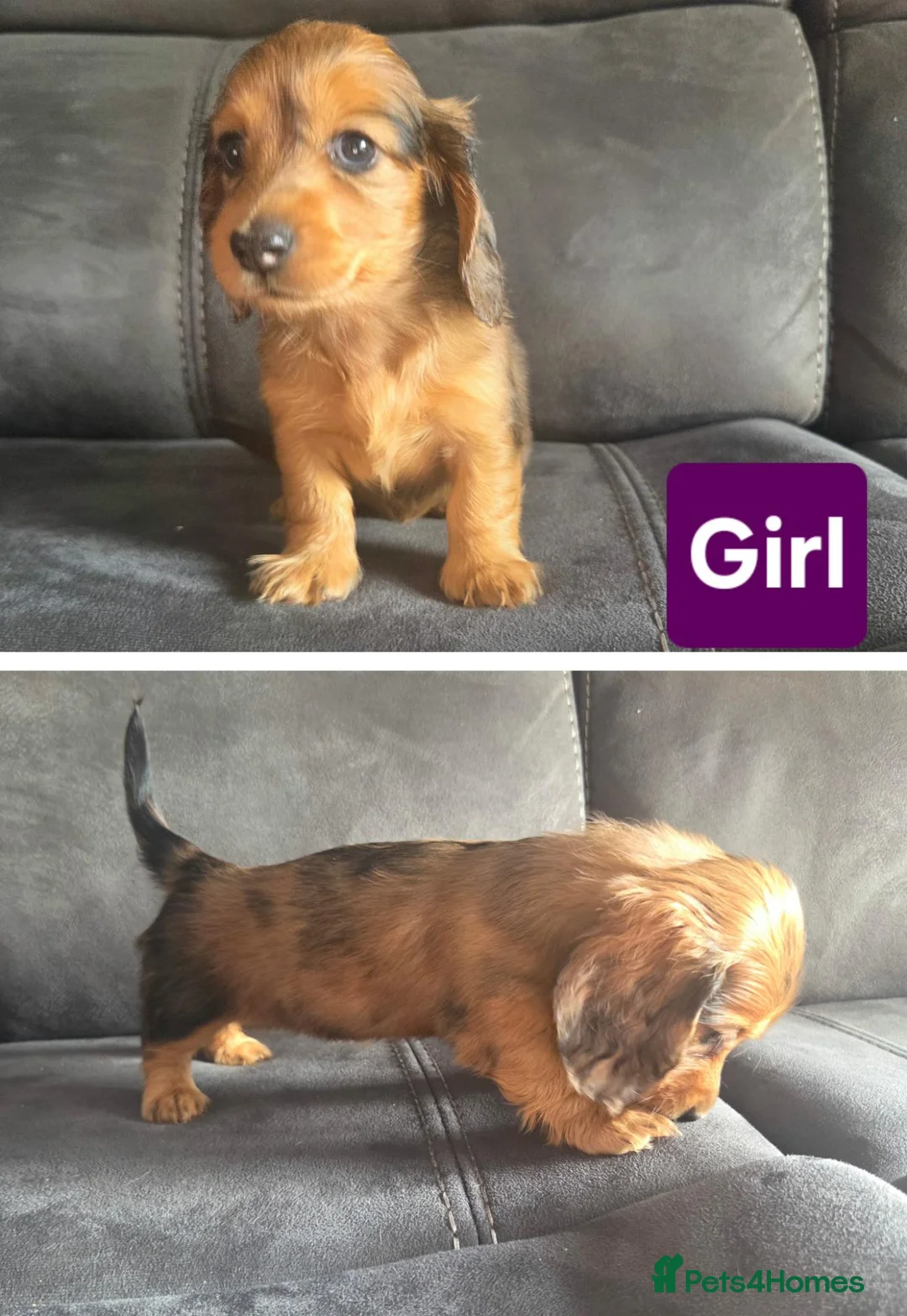 Dachshund dogs for sale: Kc long hair dachshund puppies  - Advert 9