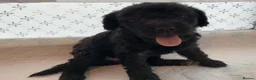 Labradoodle dogs for sale: Beautiful labradoodle puppies 🐶 - Advert 9