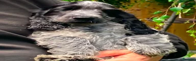 Norbert