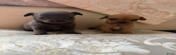 Chihuahua dogs for sale: Chihuahua puppies for sale - Advert 4