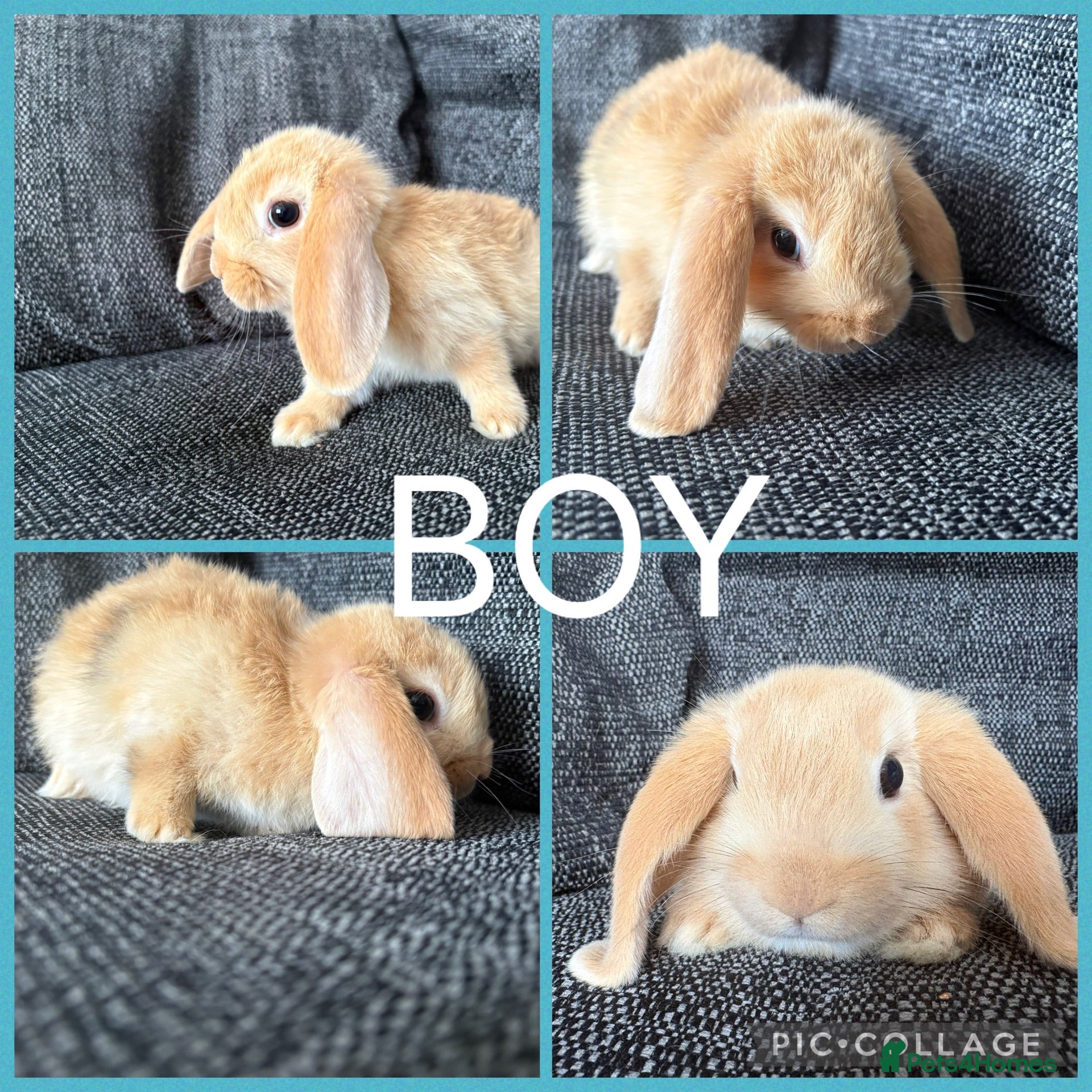 Mini Lion Lop rabbits Adorable Mini Lion Lop Babies waiting for you  - Advert 2