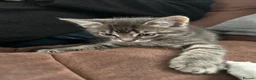 Mixed Breed cats for sale: 2 male 2 female beautiful kittens - Advert 5