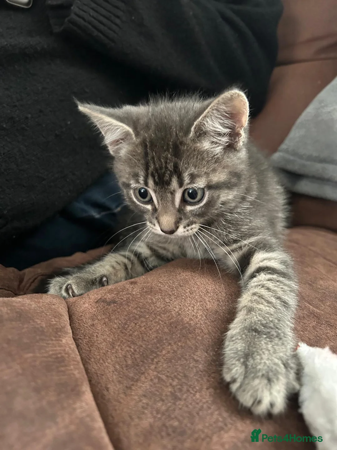 Mixed Breed cats for sale: 2 male 2 female beautiful kittens - Advert 5