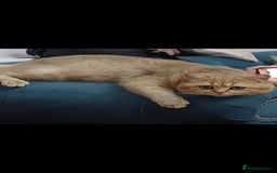 British Shorthair cats for sale: Pedigree British Short-hair kittens  - Image 8