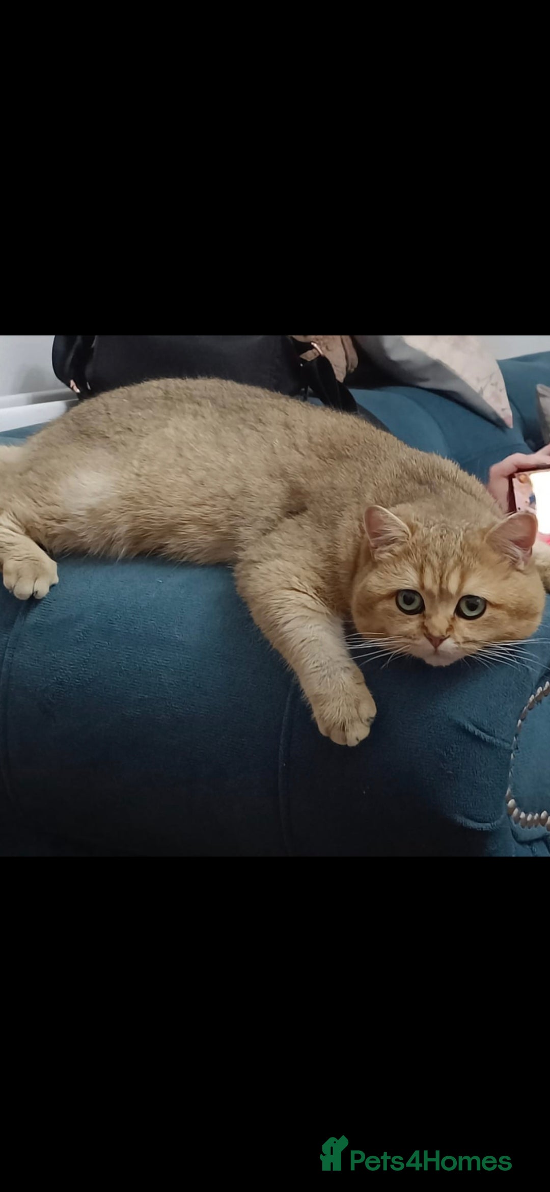 British Shorthair cats for sale: Pedigree British Short-hair kittens  - Image 8