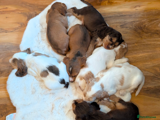 Cocker Spaniel dogs - Advert 5