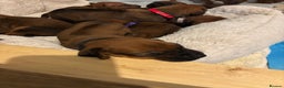 Rhodesian Ridgeback dogs for sale: Nyasharose ridgebacks  - Advert 23