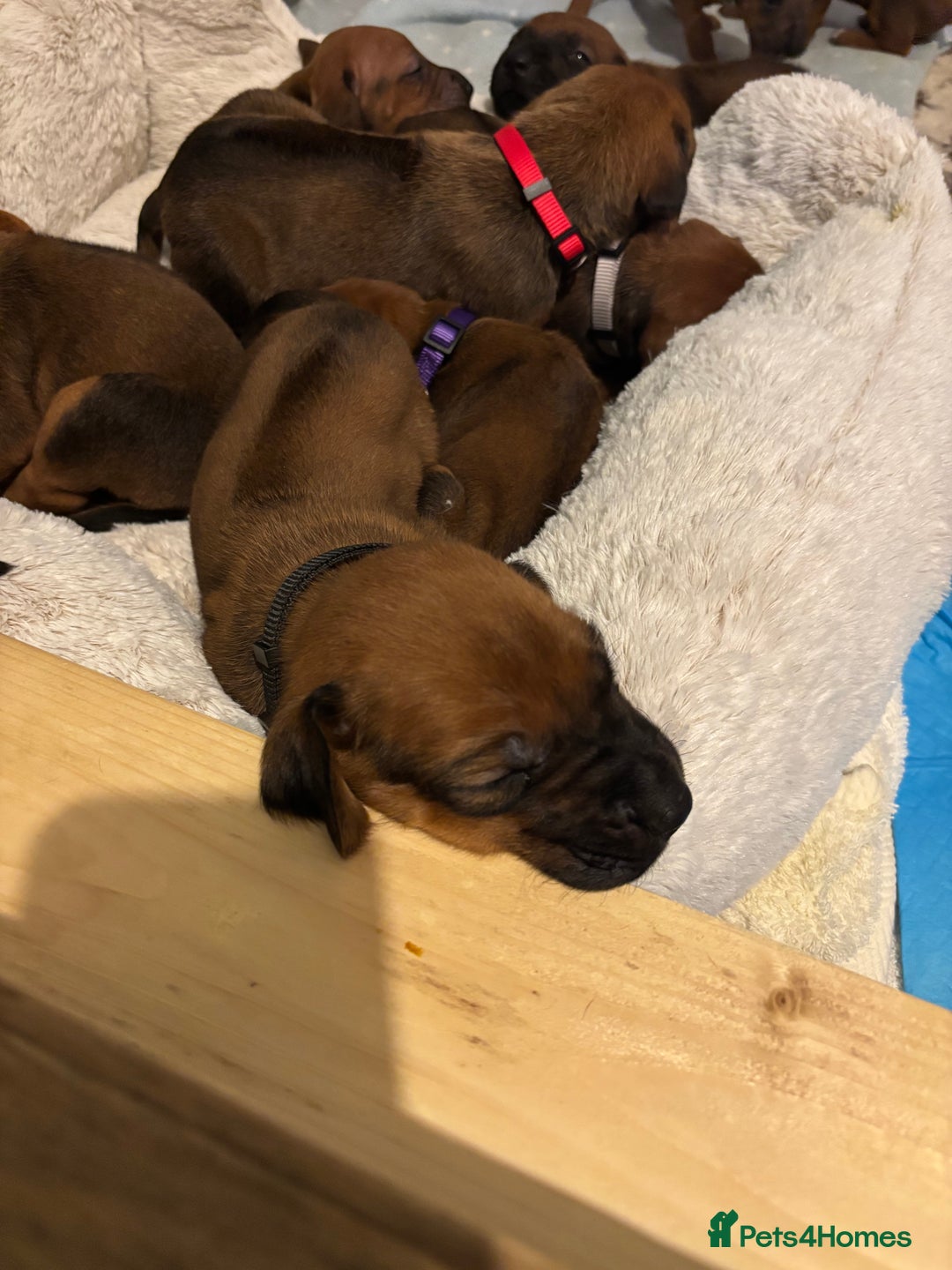 Rhodesian Ridgeback dogs for sale: Nyasharose ridgebacks  - Advert 23