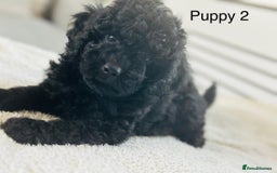 Toy Poodle dogs for sale: Pure Black Toy Poodles Puppies £700  - Image 11