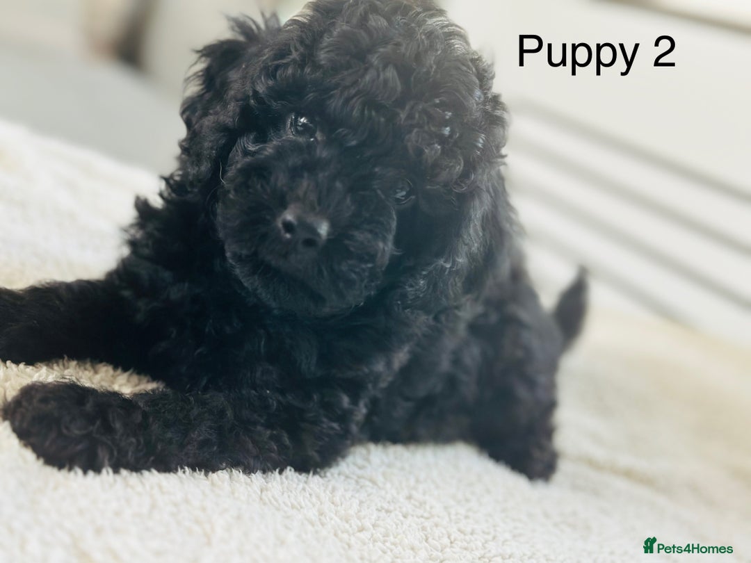 Toy Poodle dogs for sale: Pure Black Toy Poodles Puppies £700  - Image 11