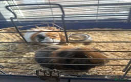 Guinea Pig rodents for sale: Male guinea pigs - Image 2