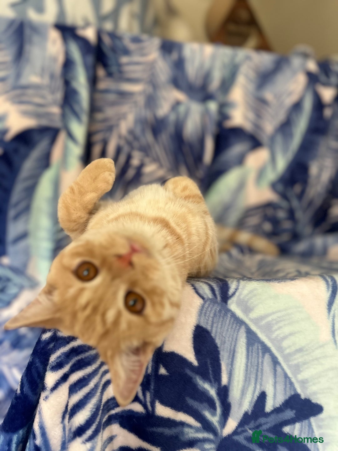 Scottish Fold cats for sale: Kittens Ready for Their Forever Homes - Image 38