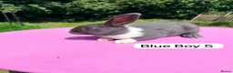 Rex rabbits for sale: Rex X Dutch Bunnies Ready Now  - Advert 8