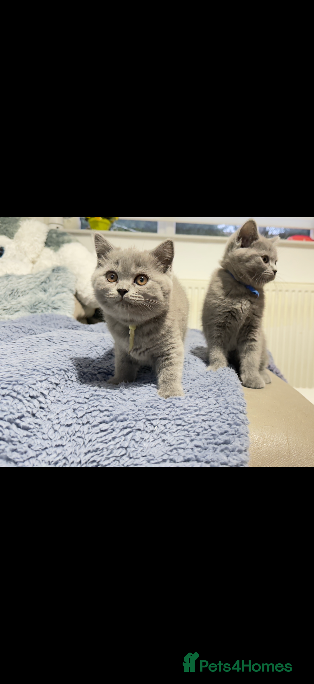 British Shorthair cats for sale: British shorthair  - Advert 4
