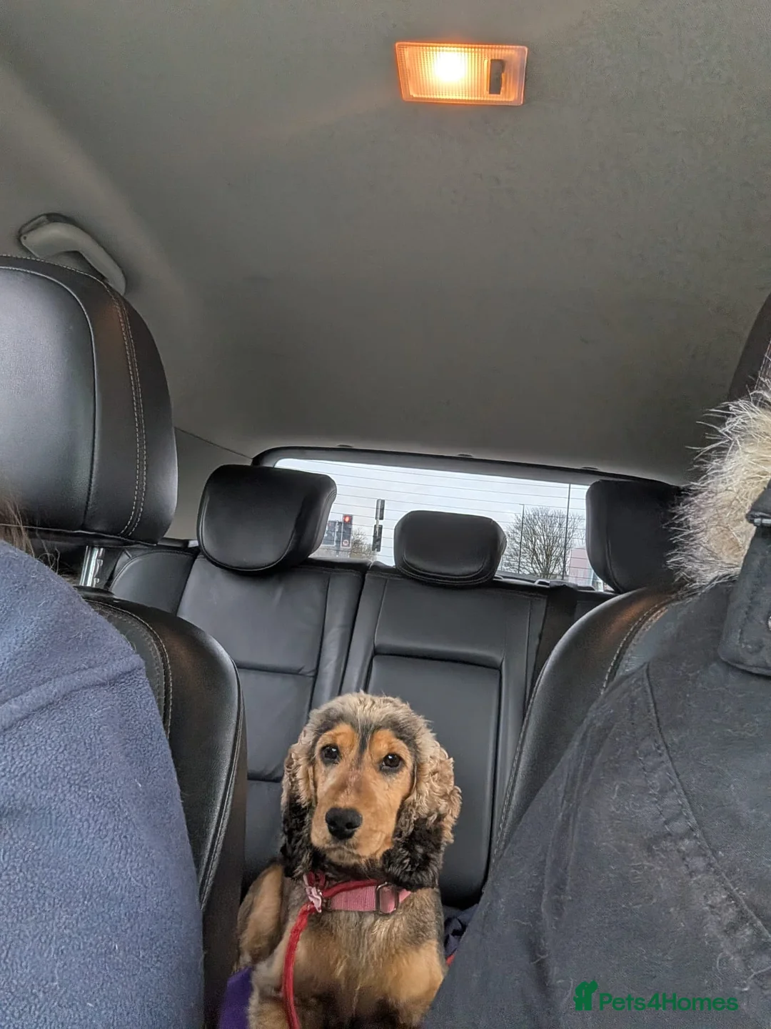 Cocker Spaniel dogs for sale: Beautiful pedigree cocker spaniel bitch in Stockton-on-Tees - Advert 2