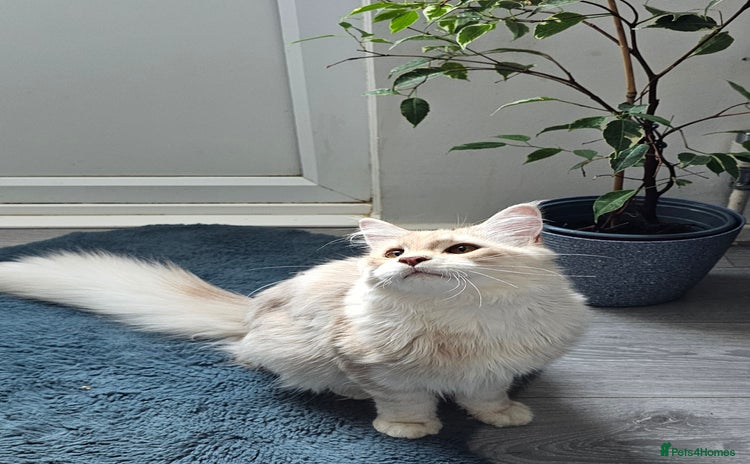 Maine Coon cats - Advert 13