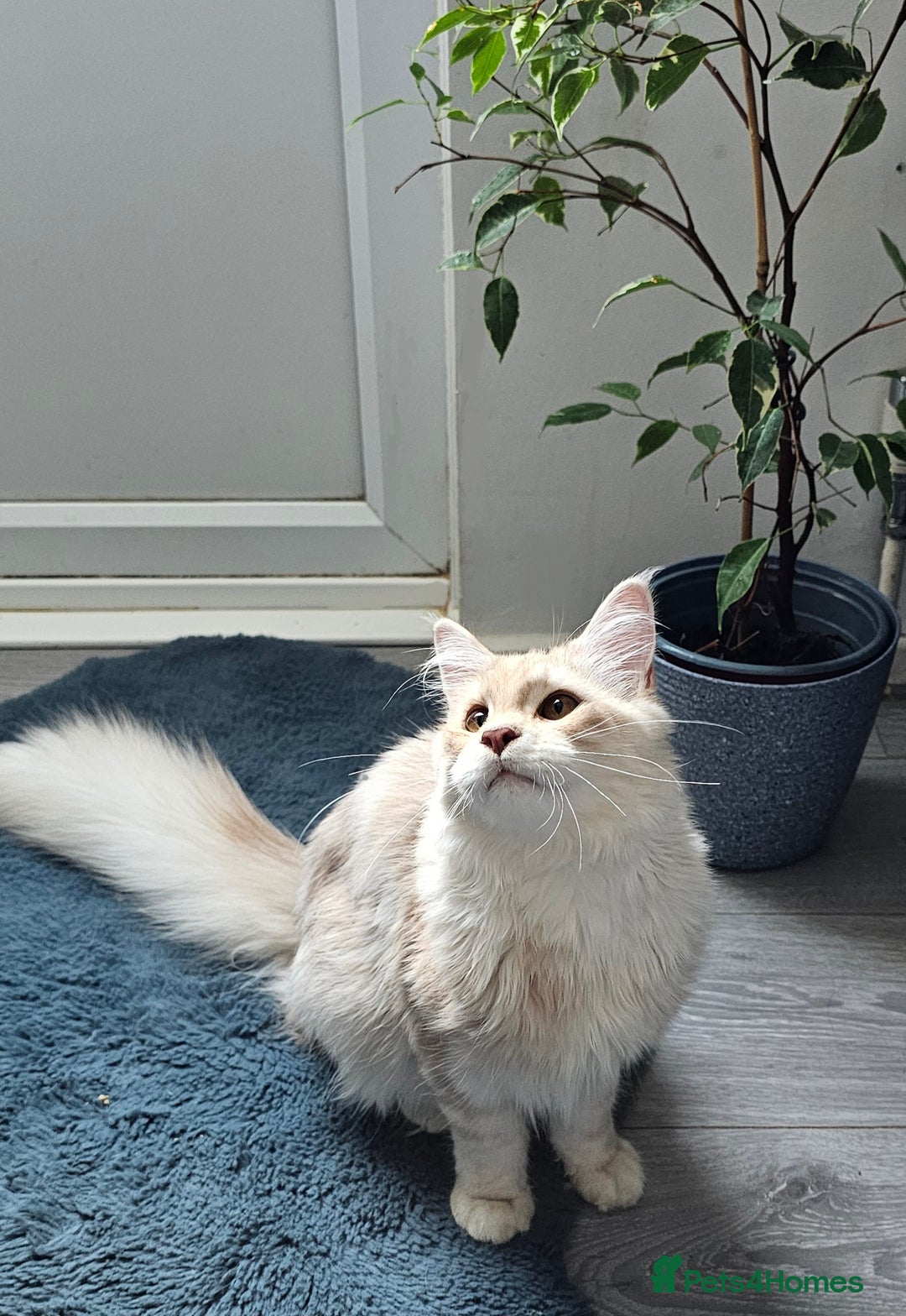 Maine Coon cats for sale: Maine Coon shaded lines - Image 1