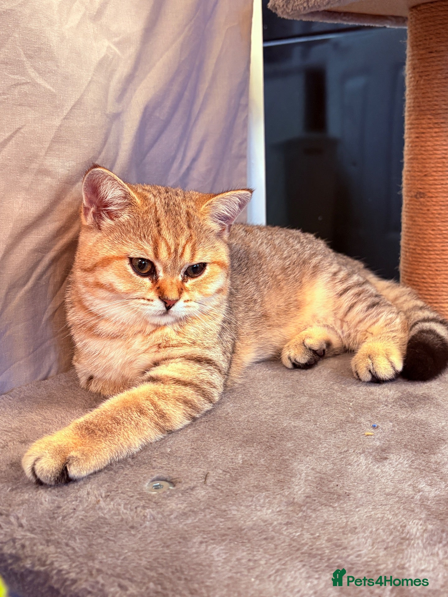 British Shorthair cats Ready Now /GCCF Golden BSH Kittens  - Advert 1