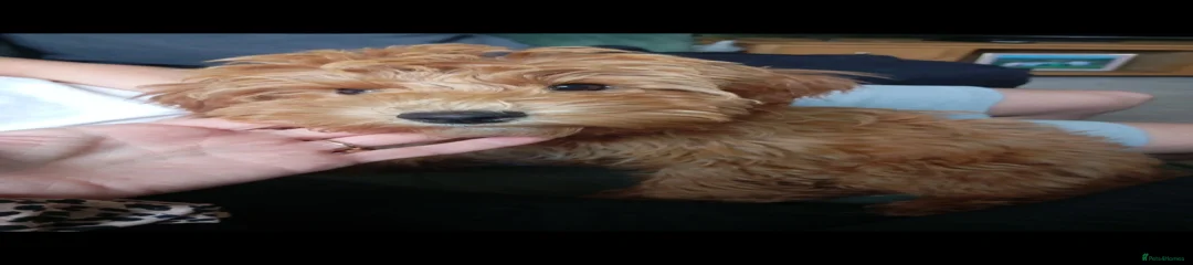 Cockapoo Puppy 5