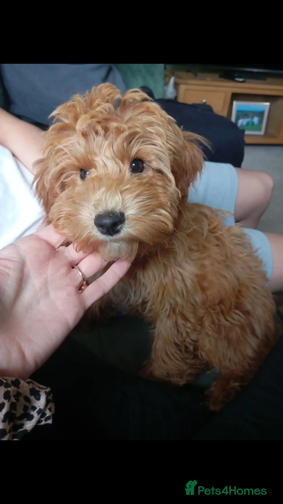 Cockapoo dogs for sale: Beautiful family of cockerpoos - Image 32