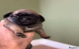 Puggle dogs for sale: Puggle Puppies – Basildon – Ready 12th Dec! - Image 7